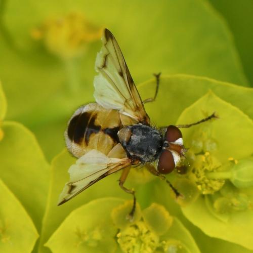 Ectophasia leucoptera